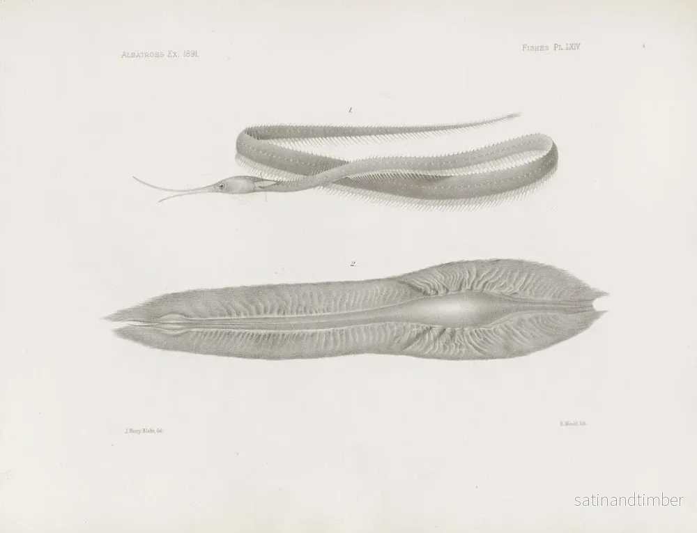 Reproduktion av målningen Mémoires du Muséum de zoologie comparée de Harvard College Pl64 - Musée de Zoologie Comparée de l'Université Harvard - Bild 2