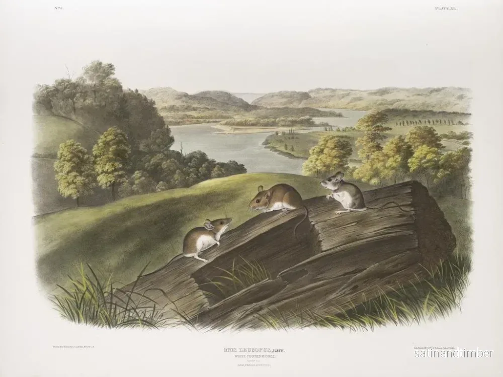 Reproduktion av målningen Mus med vita tassar i naturlig storlek Han, hona och unge - John Woodhouse Audubon - Bild 2