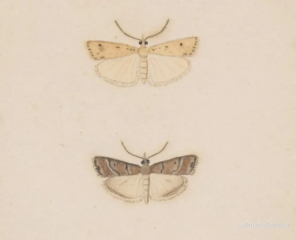 Reproduktion av målningen akvarell av entomologi Pl134 - George Hudson - Bild 2