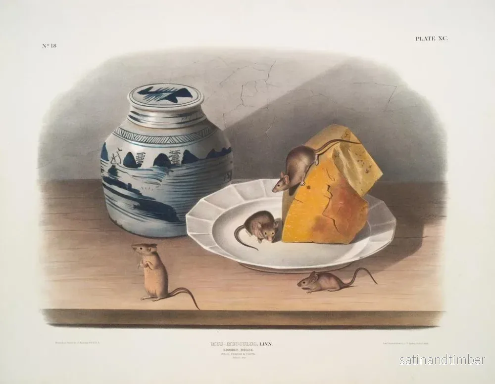 Reproduktion av målningen Mus vanlig hanar och honor ung storlek naturlig - John Woodhouse Audubon - Bild 2
