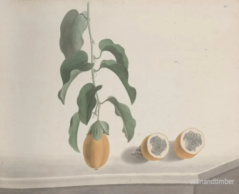 Reproduktion av målningen Histoire naturelle de Saint-Domingue Pl186 - René de Rabi - Bild 2