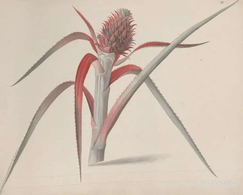 Reproduktion av målningen Histoire naturelle de Saint-Domingue Pl184 - René de Rabi - Bild 2