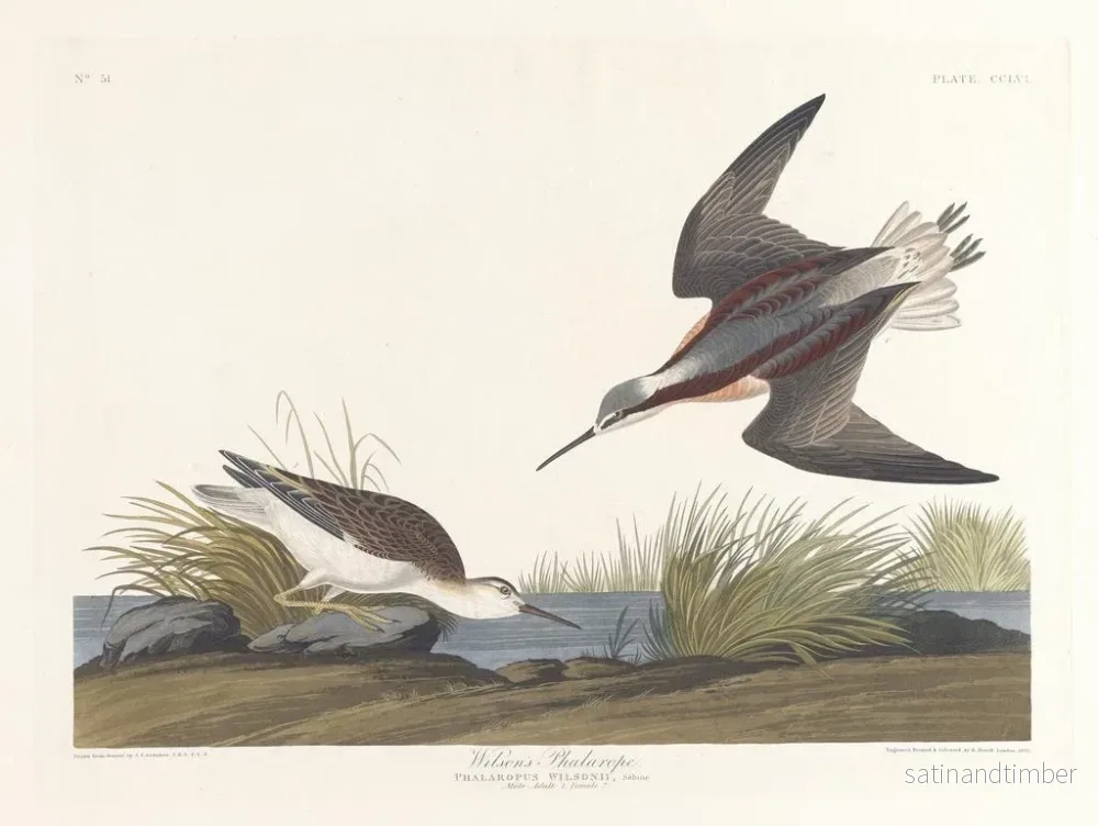 Reproduktion av målningen av Wilsons Phalarope - John James Audubon - Bild 2
