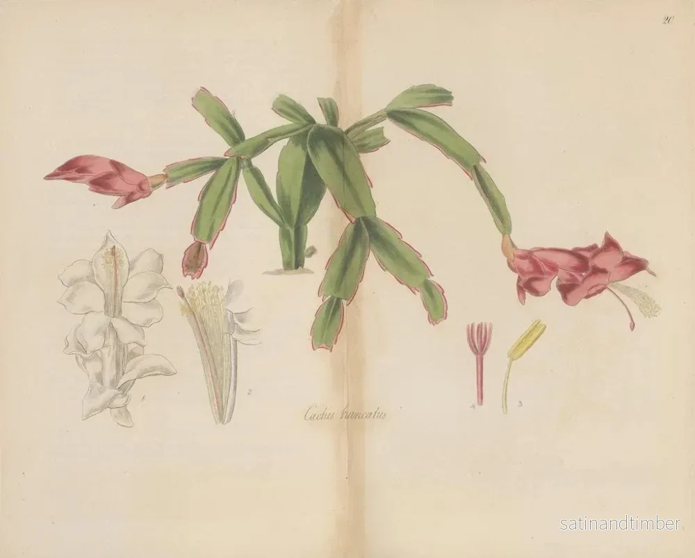 Reproduktion av målningen Cactus tronqué - William Jackson Hooker - Bild 2