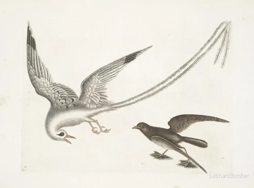 Reproduktion av målningen L'oiseau des tempêtes - Mark Catesby - Bild 2